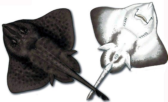 Amblyraja hyperborea_08.jpg